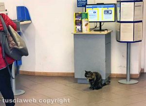 Gallese - Mina, la gatta che fa la fila all'ufficio postale