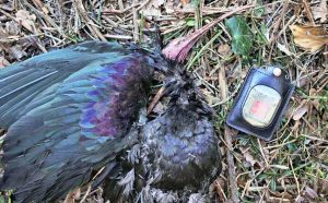 Ibis eremita ucciso a Roma