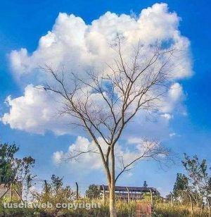 Albero con nuvole