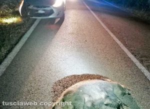 Auto si schianta contro un cinghiale - Foto di repertorio