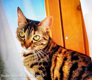 Viterbo - Il gatto Mimì