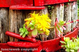Anticipo di primavera