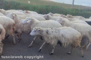 Un gregge di pecore sulla provinciale Tarquinia - Tuscania