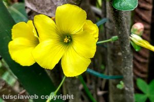 Fiori