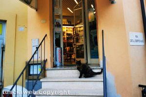 Gallese - La gatta Mina in farmacia