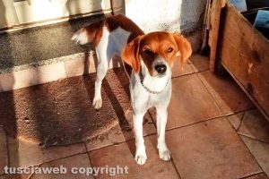 Arlena di Castro - Il cane di Paola Brocca