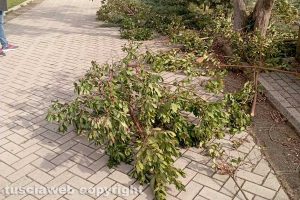 Capodimonte - I rami tagliati