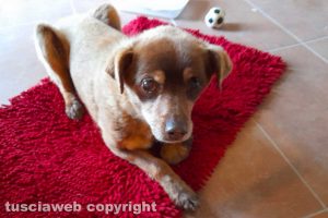Viterbo - Il cane trovato a Bagnaia