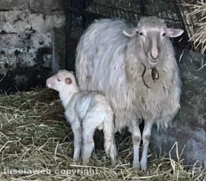 Un agnellino e la sua mamma