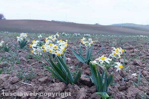 Tarquinia - Fiori