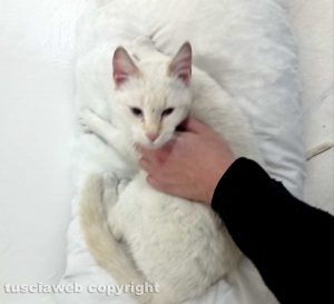 Viterbo - Il gatto smarrito vicino al tribunale