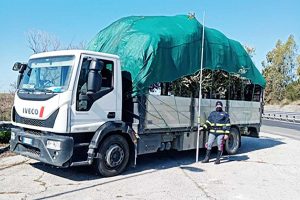 Tarquinia - Trasporta alberi di olivo superando i limiti consentiti in altezza, multato il conducente dell'automezzo