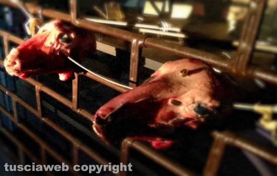 Mafia viterbese - Teste mozzate di animali usate per intimidire le vittime dai sodali
