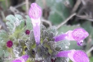 Teucrium