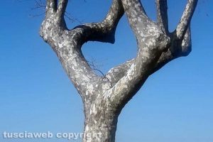 Un albero