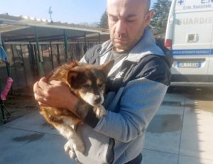 Guerra in Ucraina - I cani salvati dall'Enpa