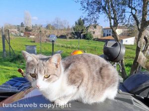 Vitorchiano - La gatta Claretta