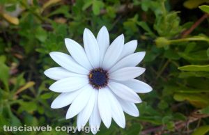 La margherita di Mario La Rocca