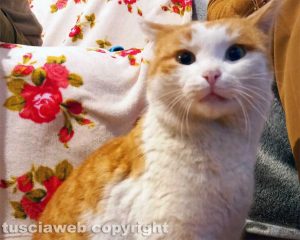 Canino - Gatto smarrito