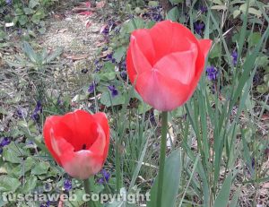 Viterbo - Tulipani