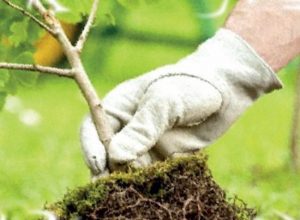 La piantumazione di un albero di leccio