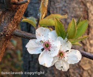 Prunus in fiore