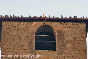 Un gruppo di piccioni