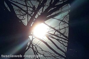 Raggio di sole tra i rami di un platano