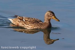 Capodimonte - Aria di primavera al lago di Bolsena - Un germano reale