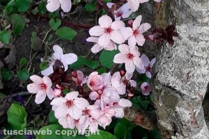 Fiori di prunus
