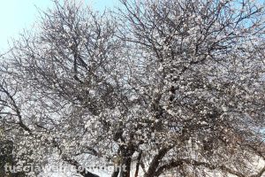 Montalto di Castro - Arriva la primavera