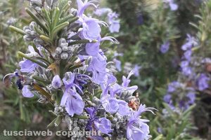 Rosmarino in fiore
