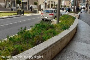 Viterbo - Incuria in via Marconi