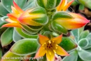 Fiore di echeveria