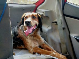 Viterbo - Cane trovato a Pian di Tortora