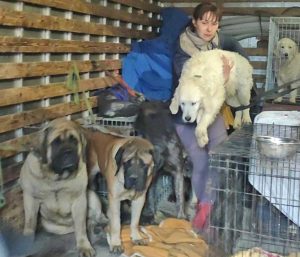 Guerra in Ucraina - Liuba e i suoi 19 cani salvati dall'Enpa