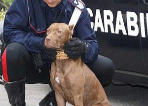 Carabinieri - Pitbull - Foto di repertorio
