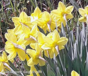 Narcisi