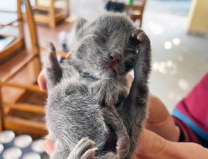 Il gatto a sei zampe Eni