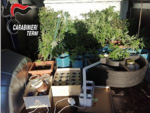 Terni - Le piante di marijuana sequestrate