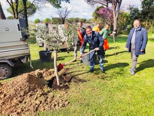 Roma - Piantumazione di un ulivo nel giardino dell'ospedale Sandro Pertini