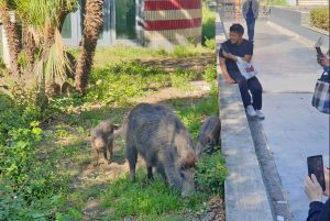 Roma - Cinghiali alla stazione della metropolitana di Valle Aurelia