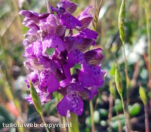 Piccola orchidea