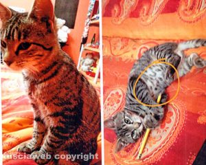 Tarquinia - La gatta Meggie