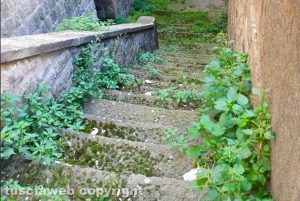 Viterbo - Erbacce al lavatoio di via del Ginnasio