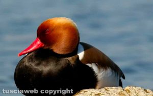 Fistione turco maschio