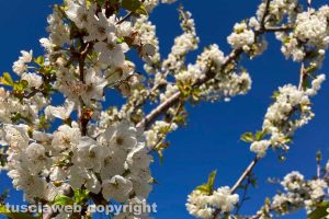Ciliegio in fiore