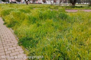 Viterbo - Erba alta al parco della Solidarietà
