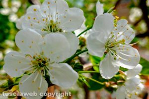 Fiori di amarene