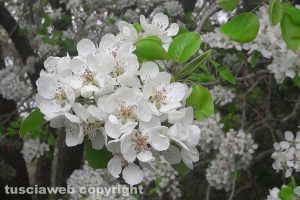Melo in fiore